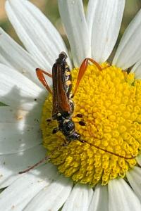 <i>Stenopterus rufus</i>