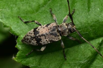 <i>Leiopus</i>