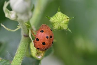 <i>Henosepilachna argus</i>