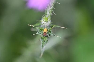 <i>Lixus</i>