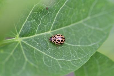 <i>Tytthaspis sedecimpunctata</i>