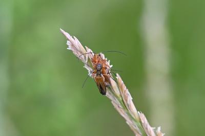<i>Oedemera podagrariae</i>