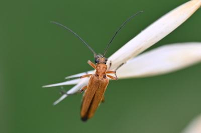 <i>Oedemera podagrariae</i>