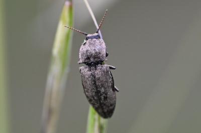 <i>Agrypnus murinus</i>