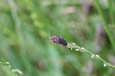 <i>Cantharis rustica</i>