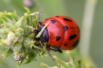 <i>Gonioctena fornicata</i>