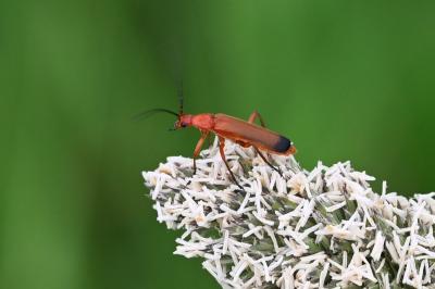<i>Rhagonycha fulva</i>
