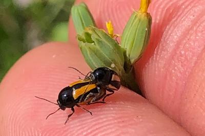 <i>Cryptocephalus</i>