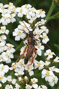 <i>Stenopterus rufus</i>