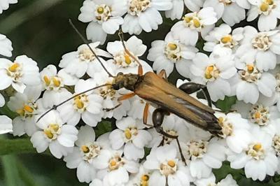 <i>Oedemera podagrariae</i>