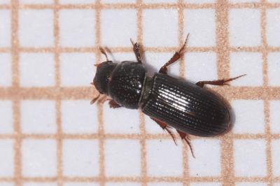 <i>Pleurophorus caesus</i>