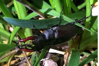 <i>Lucanus cervus</i>