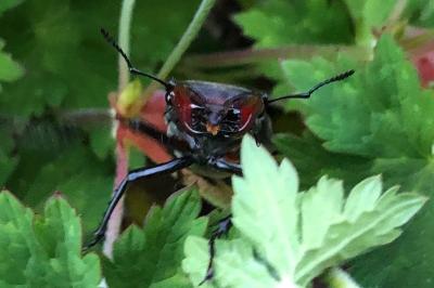 <i>Lucanus cervus</i>