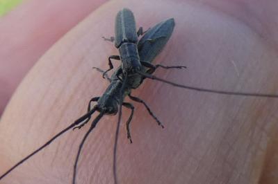 <i>Calamobius filum</i>