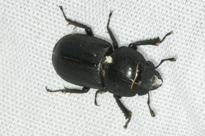 <i>Dorcus parallelipipedus</i>