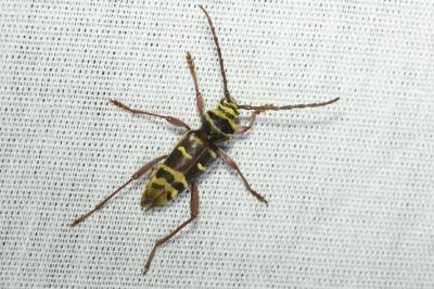 <i>Plagionotus detritus</i>