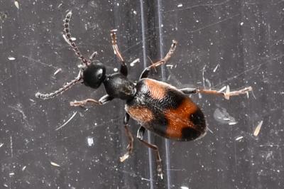 <i>Anthicus antherinus</i>