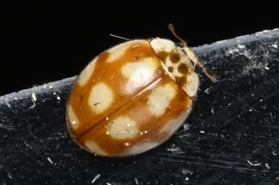 <i>Adalia decempunctata</i>