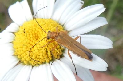 <i>Oedemera podagrariae</i>