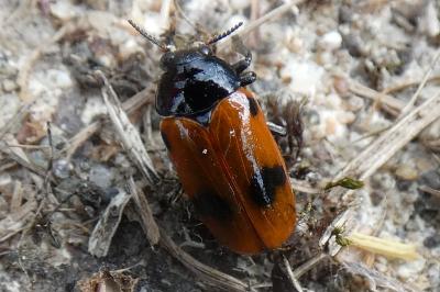 <i>Clytra laeviuscula</i>