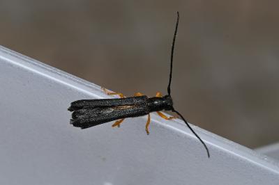 <i>Oberea linearis</i>
