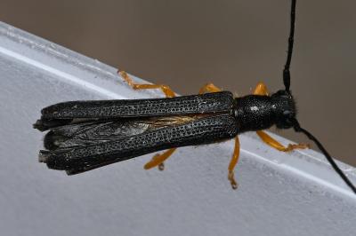 <i>Oberea linearis</i>