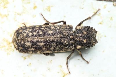 <i>Lichenophanes varius</i>
