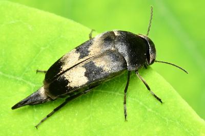 <i>Variimorda</i>