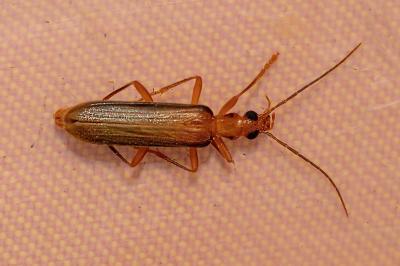 <i>Nacerdes carniolica</i>