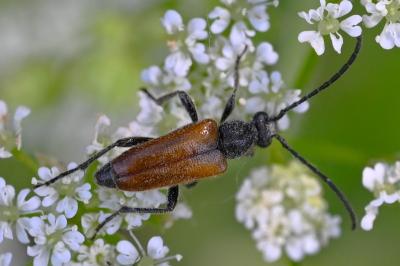 <i>Pseudovadonia livida</i>
