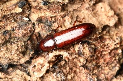 <i>Corticeus</i>