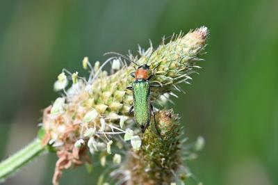 <i>Anogcodes seladonius</i>
