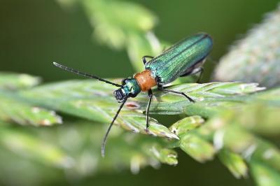 <i>Anogcodes seladonius</i>