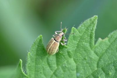 <i>Polydrusus</i>