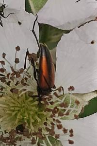 <i>Stenurella melanura</i>