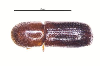 <i>Xyleborus dryographus</i>