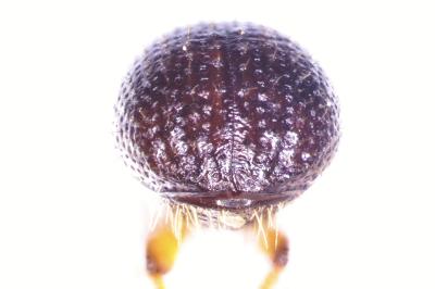 <i>Xyleborus dryographus</i>