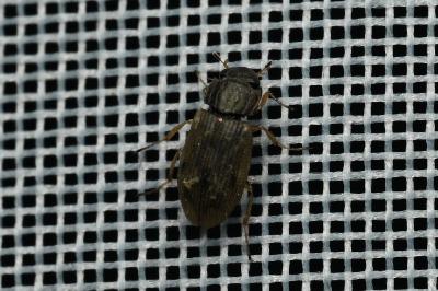 <i>Helophorus</i>