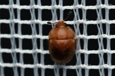 <i>Cychramus luteus</i>