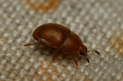 Cychramus luteus
