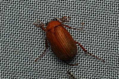 <i>Serica brunnea</i>