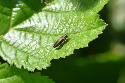 <i>Agrilus</i>