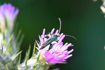 <i>Oedemera nobilis</i>