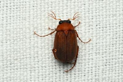 <i>Serica brunnea</i>