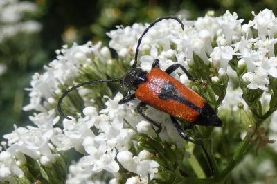 <i>Stictoleptura cordigera</i>