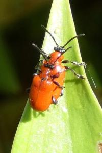 <i>Lilioceris lilii</i>