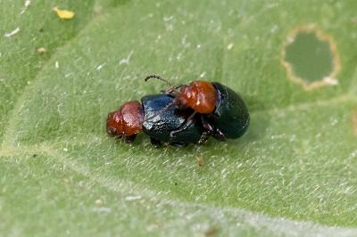 <i>Podagrica fuscipes</i>
