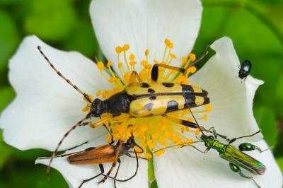 <i>Rutpela maculata</i>