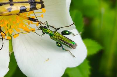<i>Oedemera nobilis</i>
