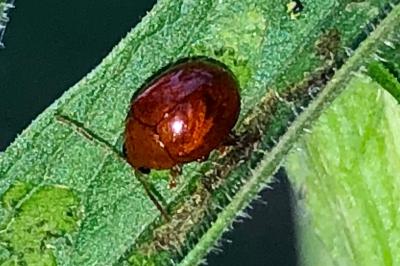 <i>Sphaeroderma</i>